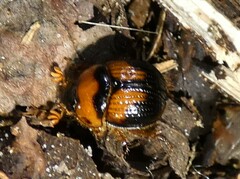 Bolbocerosoma hamatum