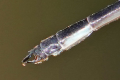 Drepanosticta