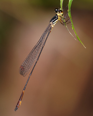 Drepanosticta actaeon