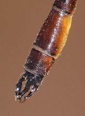 Drepanosticta actaeon