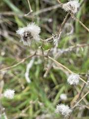 Centaurea solstitialis