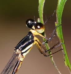 Drepanosticta actaeon