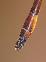 Drepanosticta actaeon