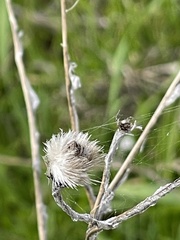 Centaurea solstitialis
