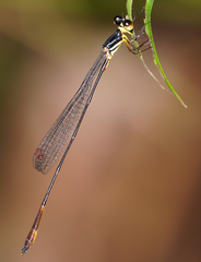 Drepanosticta actaeon