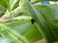 Clastoptera xanthocephala