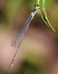 Drepanosticta actaeon