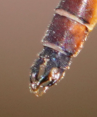 Drepanosticta actaeon