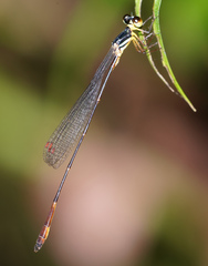 Drepanosticta actaeon