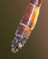 Drepanosticta actaeon