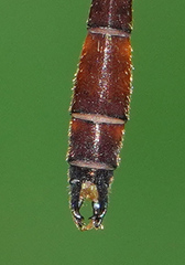 Drepanosticta actaeon