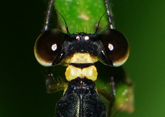 Drepanosticta actaeon