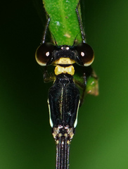 Drepanosticta actaeon