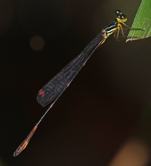 Drepanosticta actaeon