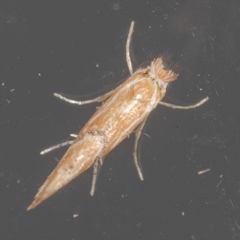 Lithocolletinae