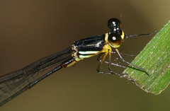 Drepanosticta actaeon