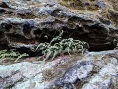 Asplenium pinnatifidum