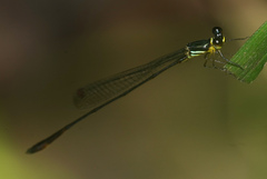 Drepanosticta actaeon