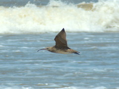 Numenius phaeopus hudsonicus