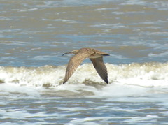 Numenius phaeopus hudsonicus