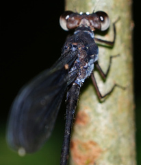 Devadatta