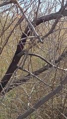 Prosopis pubescens