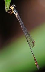 Drepanosticta actaeon