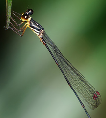 Drepanosticta actaeon