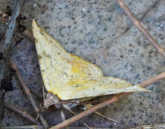 Hemeroplanis scopulepes