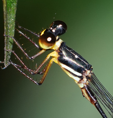 Drepanosticta actaeon