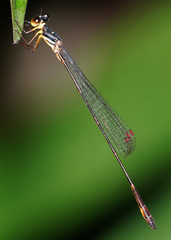 Drepanosticta actaeon