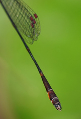 Drepanosticta actaeon