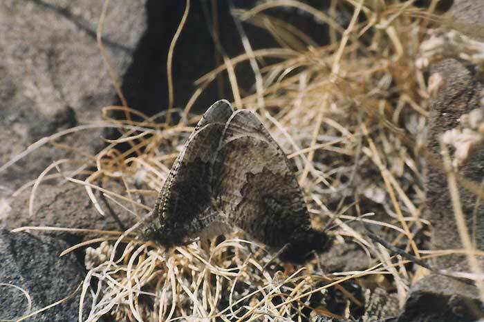 Oeneis elwesi