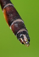 Drepanosticta actaeon