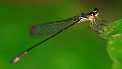 Drepanosticta actaeon