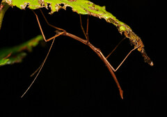 Candovia granulosa