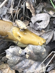 Ariolimax brachyphallus