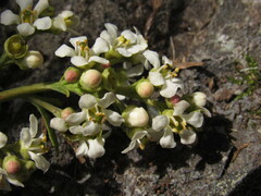 Escallonia paniculata