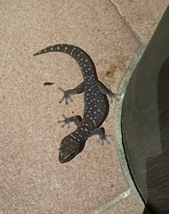 Oedura tryoni