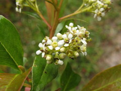 Escallonia paniculata