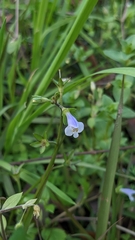 Mazus pumilus