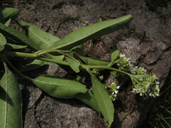 Escallonia paniculata