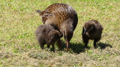 Gallirallus australis
