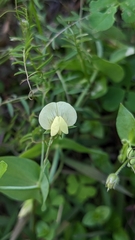 Lathyrus aphaca