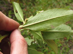 Escallonia paniculata