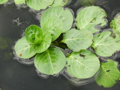 Ludwigia hexapetala