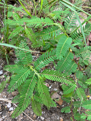 Chamaecrista
