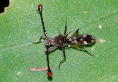 Diopsidae