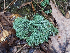 Cladonia apodocarpa