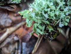 Cladonia apodocarpa